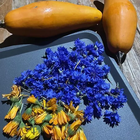 Jardim Dos Mil Gostos Covoes Κάμπινγκ *